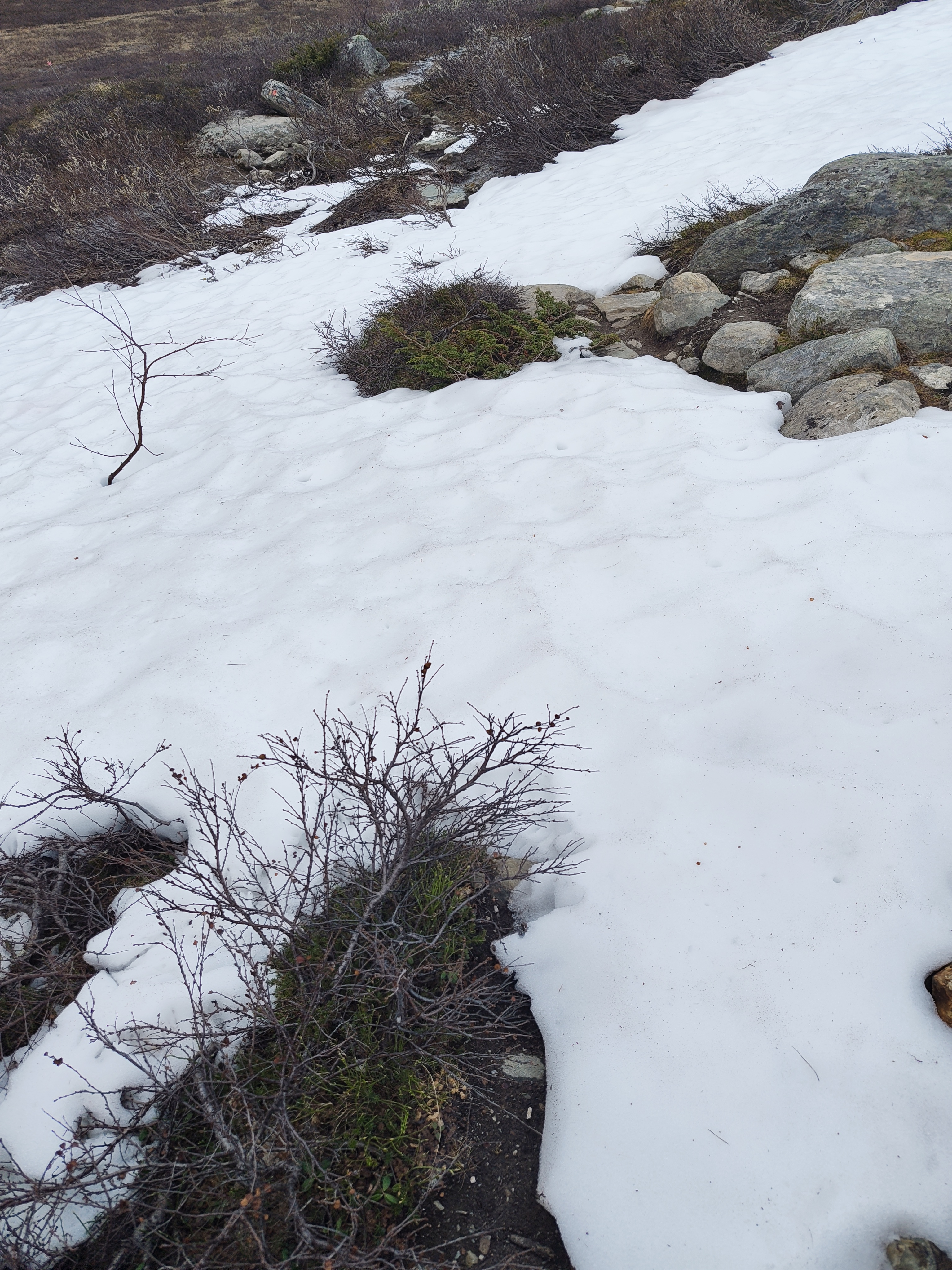 Snow