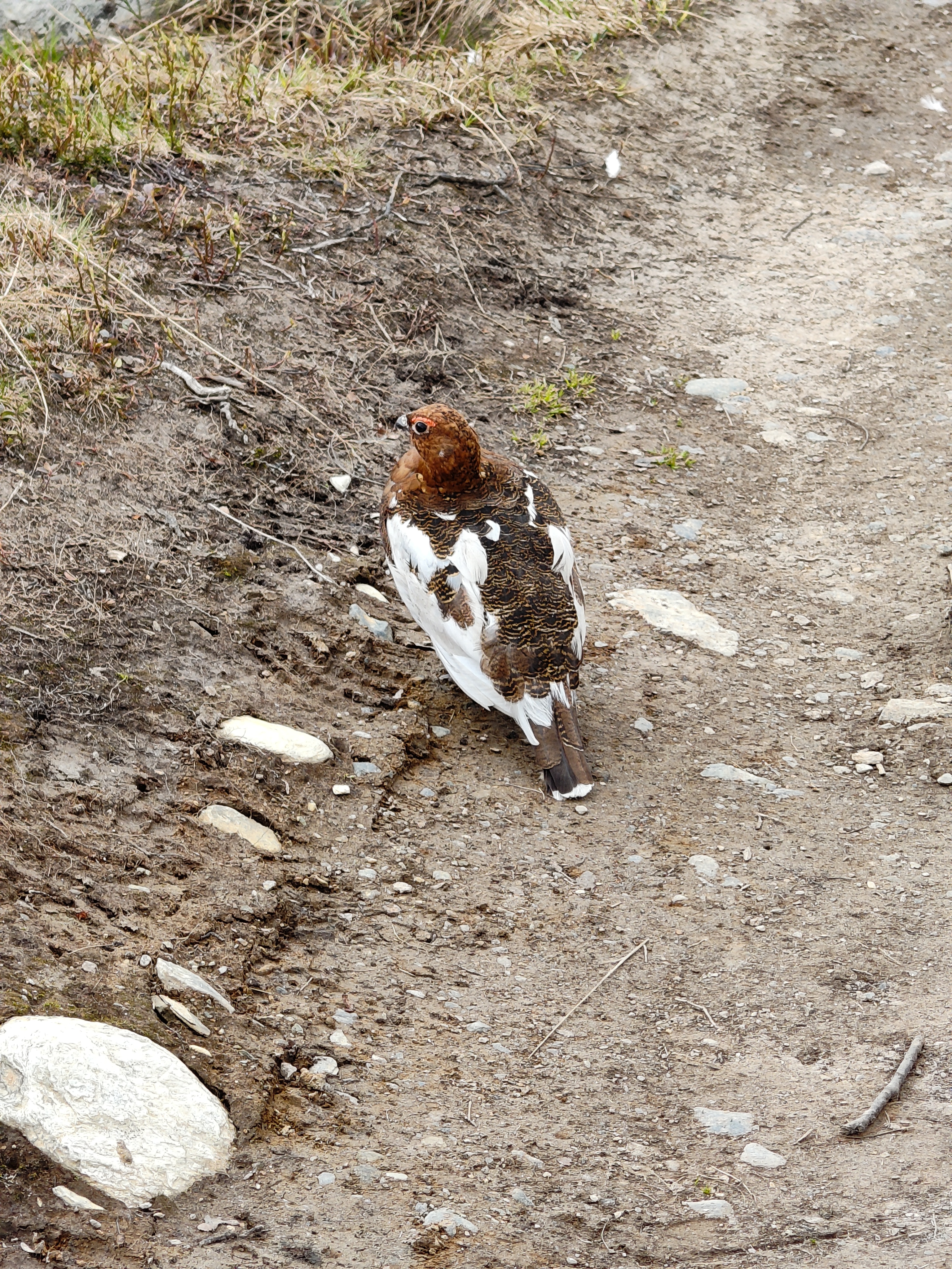 Chicken