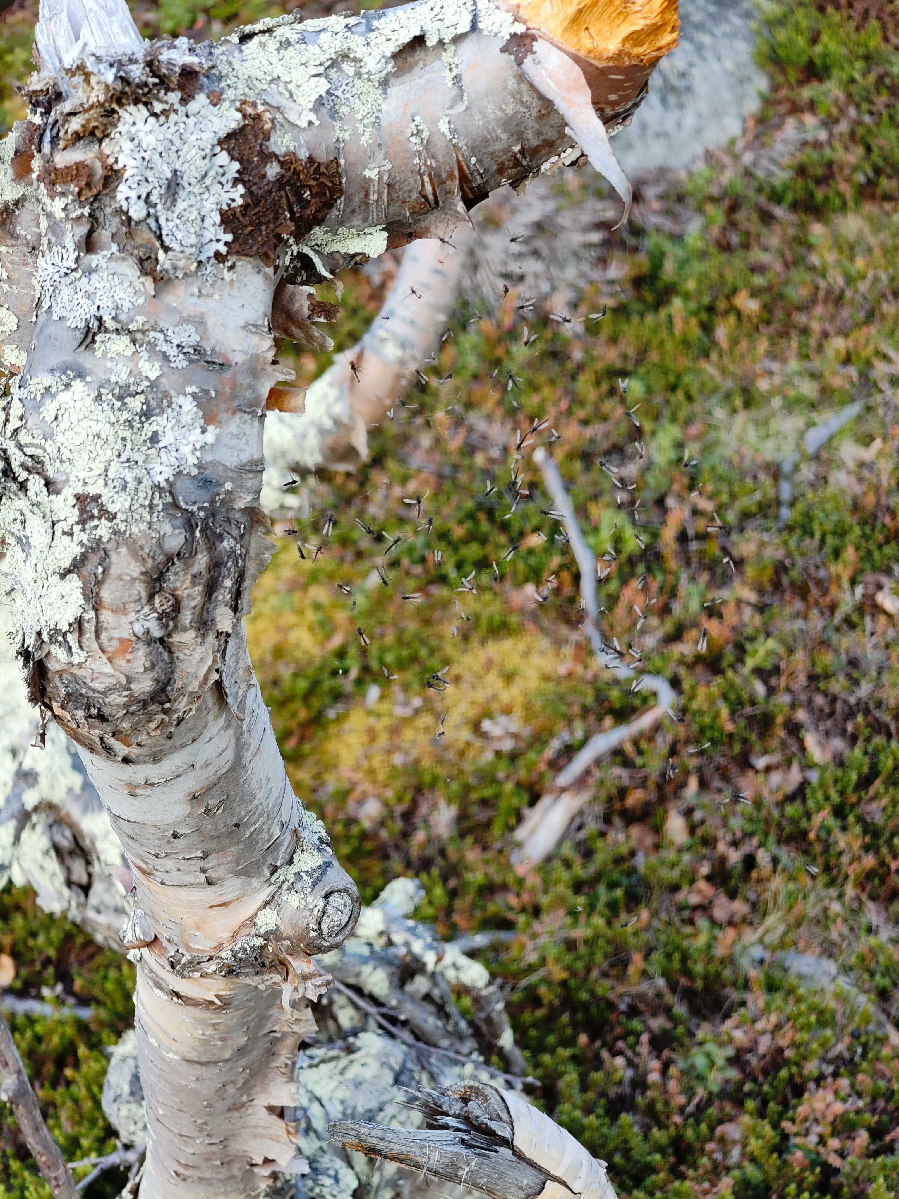 Spider Bro putting in wok
